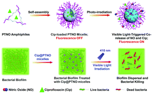 Graphical abstract: Visible light-responsive micelles enable co-delivery of nitric oxide and antibiotics for synergistic antibiofilm applications