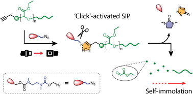 Graphical abstract: Post-polymerization ‘click’ end-capping of polyglyoxylate self-immolative polymers