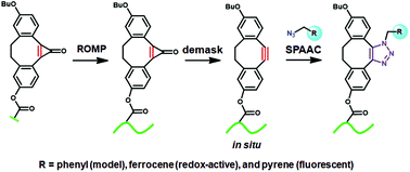 Graphical abstract: Strained alkyne polymers capable of SPAAC via ring-opening metathesis polymerization