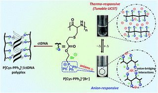 Graphical abstract: Anion-induced thermoresponsiveness in cationic polycysteine and DNA binding