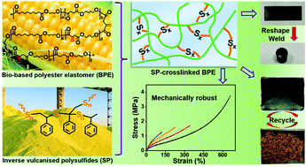 Graphical abstract: A bio-based, robust and recyclable thermoset polyester elastomer by using an inverse vulcanised polysulfide as a crosslinker