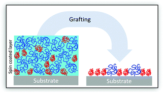 Graphical abstract: Inside the brush: partition by molecular weight in grafting to reactions from melt