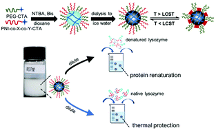 Graphical abstract: One-pot synthesis of high-concentration mixed-shell polymeric micelles as nanochaperones for the renaturation of bulk proteins