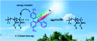 Graphical abstract: Photoinduced organocatalyzed controlled radical polymerization feasible over a wide range of wavelengths