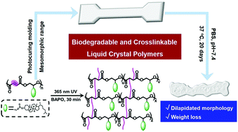 Graphical abstract: Biodegradable and crosslinkable poly(propylene fumarate) liquid crystal polymers