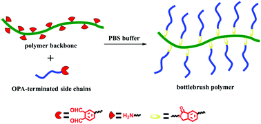 Graphical abstract: An efficient O-phthalaldehyde-amine coupling reaction for the synthesis of a bottlebrush polymer under physiological conditions