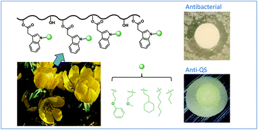 Graphical abstract: Nonionic nontoxic antimicrobial polymers: indole-grafted poly(vinyl alcohol) with pendant alkyl or ether groups