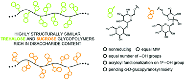 Graphical abstract: Structurally analogous trehalose and sucrose glycopolymers – comparative characterization and evaluation of their effects on insulin fibrillation