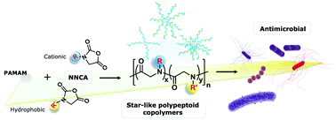 Graphical abstract: Star-like poly(peptoid)s with selective antibacterial activity