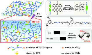 Graphical abstract: Recyclable silicone elastic light-triggered actuator with a reconfigurable Janus structure and self-healable performance