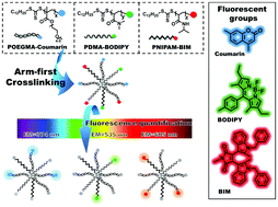 Graphical abstract: A fluorescence strategy for direct quantification of arm components in mikto-arm star copolymers