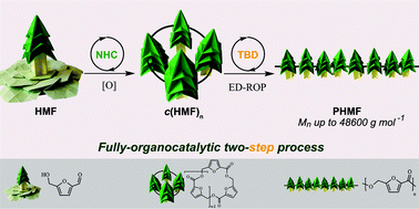 Graphical abstract: Organocatalytic synthesis of poly(hydroxymethylfuroate) via ring-opening polymerization of 5-hydroxymethylfurfural-based cyclic oligoesters