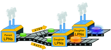 Graphical abstract: Living polymer networks prepared by controlled radical polymerization techniques