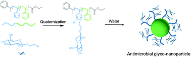 Graphical abstract: From poly(vinylimidazole) to cationic glycopolymers and glyco-particles: effective antibacterial agents with enhanced biocompatibility and selectivity