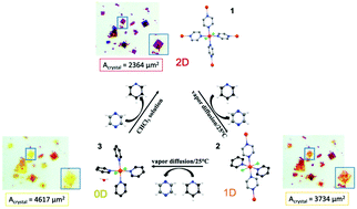Graphical abstract: Sequential single-crystal-to-single-crystal vapochromic inclusion in a nonporous coordination polymer: unravelling dynamic rearrangement for selective pyridine sensing