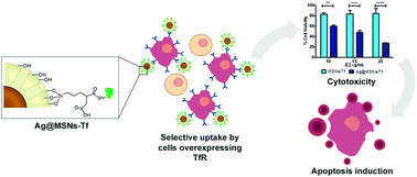 Graphical abstract: A novel hemocompatible core@shell nanosystem for selective targeting and apoptosis induction in cancer cells