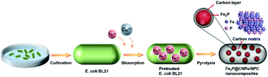 Graphical abstract: Ion-biosorption induced core–shell Fe2P@carbon nanoparticles decorated on N, P co-doped carbon materials for the oxygen evolution reaction