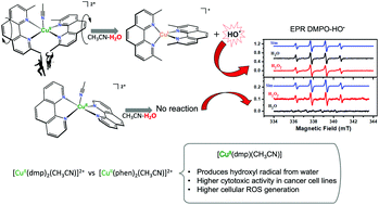 Graphical abstract: Water-mediated reduction of [Cu(dmp)2(CH3CN)]2+: implications of the structure of a classical complex on its activity as an anticancer drug