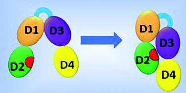 Graphical abstract: A zinc-dependent switching mechanism from an open to a new closed-state conformation of insulin-degrading enzyme