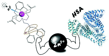Graphical abstract: Synthesis and characterization of a stable and inert MnII-based ZnII responsive MRI probe for molecular imaging of glucose stimulated zinc secretion (GSZS)