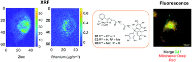 Graphical abstract: Rhenium carbonyl complexes bearing methylated triphenylphosphonium cations as antibody-free mitochondria trackers for X-ray fluorescence imaging