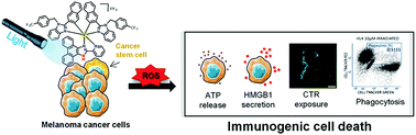 Graphical abstract: A photoactivated Ir(iii) complex targets cancer stem cells and induces secretion of damage-associated molecular patterns in melanoma cells characteristic of immunogenic cell death