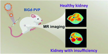 Graphical abstract: A biodegradable bismuth–gadolinium-based nano contrast agent for accurate identification and imaging of renal insufficiency in vivo
