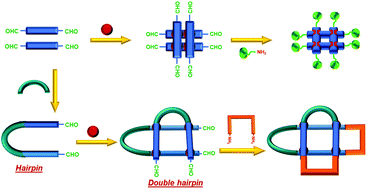 Graphical abstract: Peripherally multi-functionalised metallosupramolecular grids: assembly, decoration, building blocks for dynamic covalent architectures