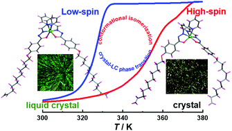 Graphical abstract: New iron(ii) spin-crossover metallomesogen with long aliphatic chain terminated by a C [[double bond, length as m-dash]] C bond