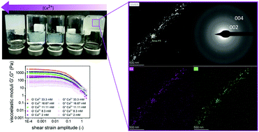 Graphical abstract: Organic/inorganic hydrogels by simultaneous self-assembly and mineralization of aromatic short-peptides