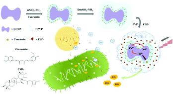 Graphical abstract: 808 nm NIR-triggered Camellia sapogein/curcumin-based antibacterial upconversion nanoparticles for synergistic photodynamic-chemical combined therapy