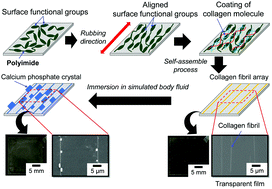 Graphical abstract: Rubbing-assisted approach for highly-oriented collagen fibril arrays involving calcium phosphate precipitation