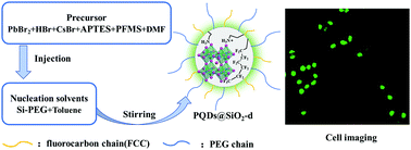 Graphical abstract: Ultra-stable water-dispersive perovskite QDs encapsulated by triple siloxane coupling agent system with different hydrophilic/hydrophobic properties