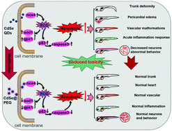 Graphical abstract: Reversing the systemic biotoxicity of nanomaterials by downregulating ROS-related signaling pathways in the multi-organs of Zebrafish embryos
