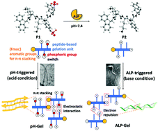 Graphical abstract: Stimuli-controlled peptide self-assembly with secondary structure transitions and its application in drug release