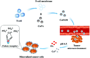 Graphical abstract: A mineralization strategy based on T-cell membrane coated CaCO3 nanoparticles against breast cancer and metastasis