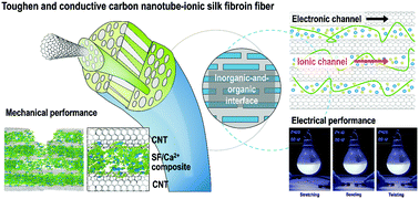 Graphical abstract: A bioinspired interfacial design to toughen carbon nanotube fibers