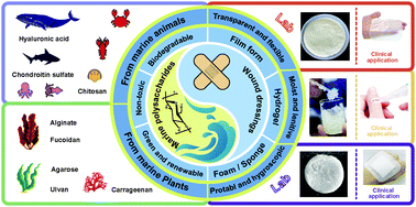 Graphical abstract: Marine polysaccharides: green and recyclable resources as wound dressings