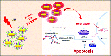 Graphical abstract: HSPA1A-siRNA nucleated gold nanorods for stimulated photothermal therapy through strategic heat shock to HSP70