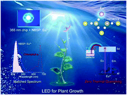 Graphical abstract: Very stable and high-quantum-yield phosphor Na2BaSr(PO4)2:Eu2+ for plant growth LEDs