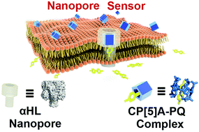 Graphical abstract: Highly sensitive detection of paraquat with pillar[5]arenes as an aptamer in an α-hemolysin nanopore