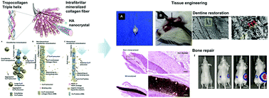 Graphical abstract: Collagen mineralization and its applications in hard tissue repair