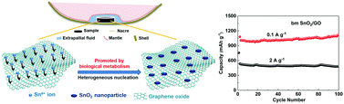 Graphical abstract: Mussel directed synthesis of SnO2/graphene oxide composite for energy storage