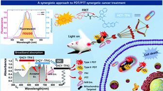 Graphical abstract: Diversified photo-energy conversion based on single-molecule FRET to realize enhanced phototheranostics