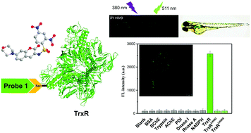 Graphical abstract: Rapid detection of thioredoxin reductase with a fluorescent probe via a Tag-Sec method