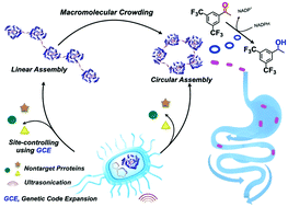 Graphical abstract: Controlled chemical assembly of enzymes in cell lysate enabled by genetic-encoded nonstandard amino acids
