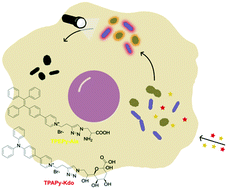 Graphical abstract: One-step light-up metabolic probes for in situ discrimination and killing of intracellular bacteria