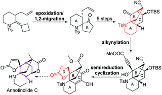 Graphical abstract: Construction of the tetracyclic core of the Lycopodium alkaloid annotinolide C