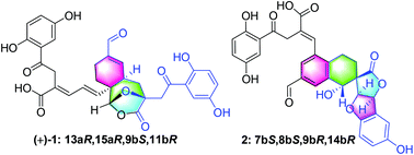 Graphical abstract: Applanmerotic acids A and B, two meroterpenoid dimers with an unprecedented polycyclic skeleton from Ganoderma applanatum that inhibit formyl peptide receptor 2