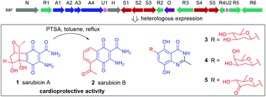 Graphical abstract: Discovery and heterologous production of sarubicins and quinazolinone C-glycosides with protecting activity for cardiomyocytes